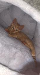 Lost Male Cat last seen Wood hill road area, Brandlesholme, England BL8 1GW