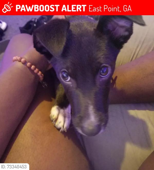 Lost Female Dog last seen headland drive, East Point, GA 30344