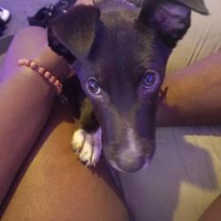 Lost Female Dog last seen headland drive, East Point, GA 30344