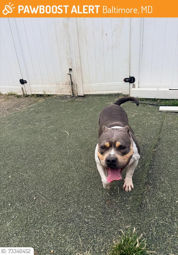 Found/Stray Female Dog last seen Baltimore bark hse, Baltimore, MD 21224