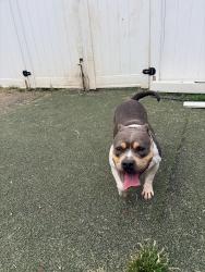 Found/Stray Female Dog last seen Baltimore bark hse, Baltimore, MD 21224