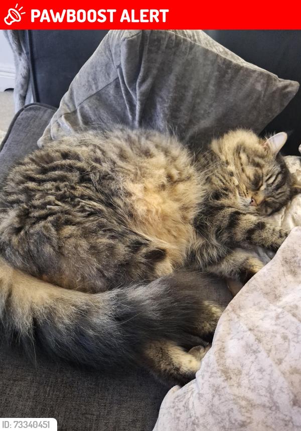 Lost Male Cat last seen Carmoney road, Antrim and Newtownabbey, Northern Ireland 
