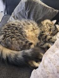 Lost Male Cat last seen Carmoney road, Antrim and Newtownabbey, Northern Ireland 