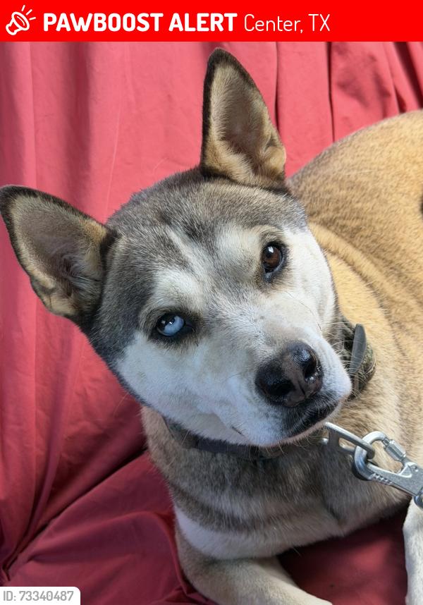 Lost Female Dog last seen Center, Tx— wooded areas, Center, TX 75935