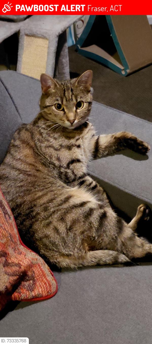 Lost Female Cat last seen Lind Close, Daley Crescent, Tillyard Drive, Fraser, ACT 2615