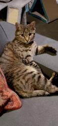Lost Female Cat last seen Lind Close, Daley Crescent, Tillyard Drive, Fraser, ACT 2615