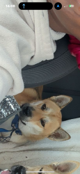 Lost Male Dog last seen Legacy creekside apmts, San Antonio, TX 78238
