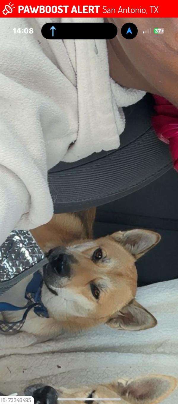 Lost Male Dog last seen Legacy creekside apmts, San Antonio, TX 78238