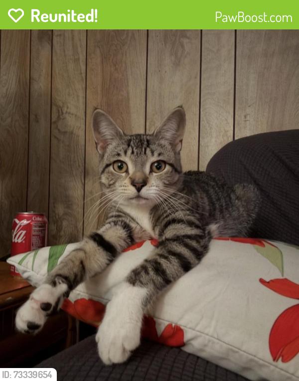 Reunited Female Cat last seen cedar street intersection spring street new haven. Union station is pretty close to our home as well., New Haven, CT 06519
