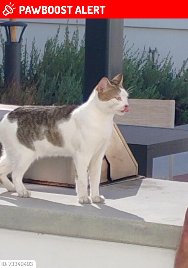 Lost Male Cat last seen Ortega Hwy and paseo adelanto, San Juan Capistrano, CA 92675
