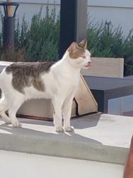 Lost Male Cat last seen Ortega Hwy and paseo adelanto, San Juan Capistrano, CA 92675