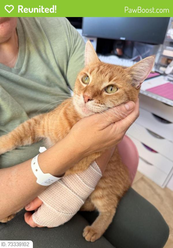 Reunited Female Cat last seen Bolivar, San Diego, CA 92139