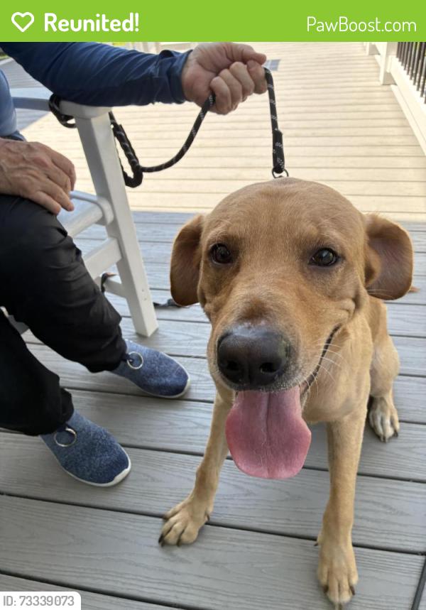 Reunited Male Dog last seen Rudolph Dr. and Cupid Dr., Beaufort, NC 28516