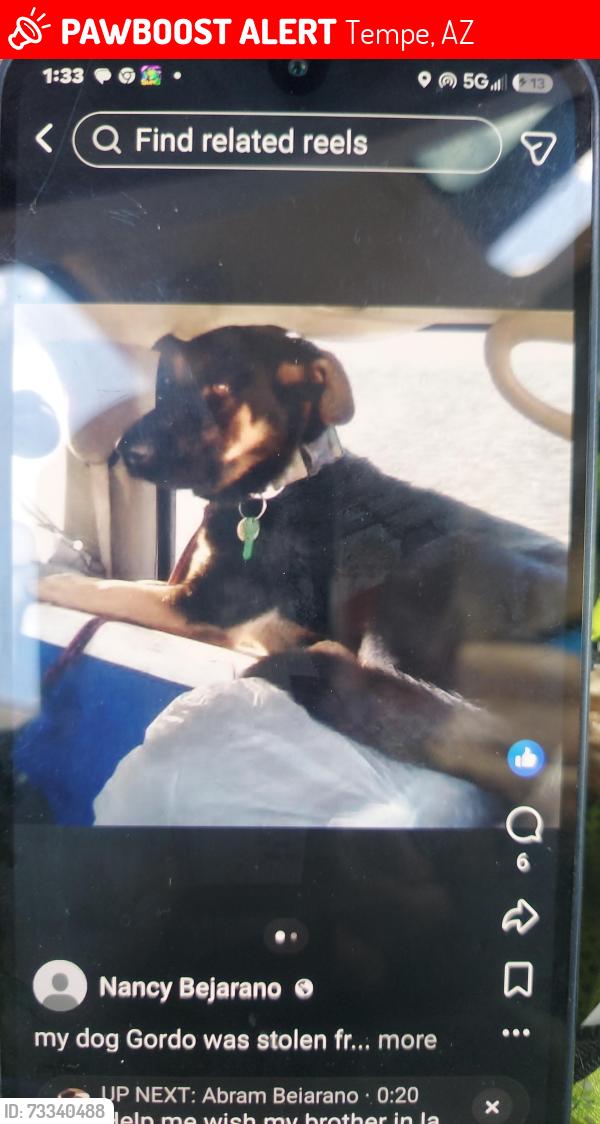 Lost Male Dog last seen Priest & broadway rd motel 6, Tempe, AZ 85282
