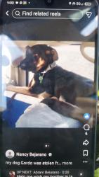 Lost Male Dog last seen Priest & broadway rd motel 6, Tempe, AZ 85282