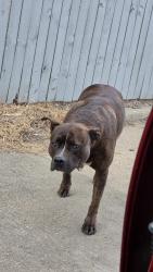 Reunited Female Dog last seen Near north ave, Richmond, VA 23222
