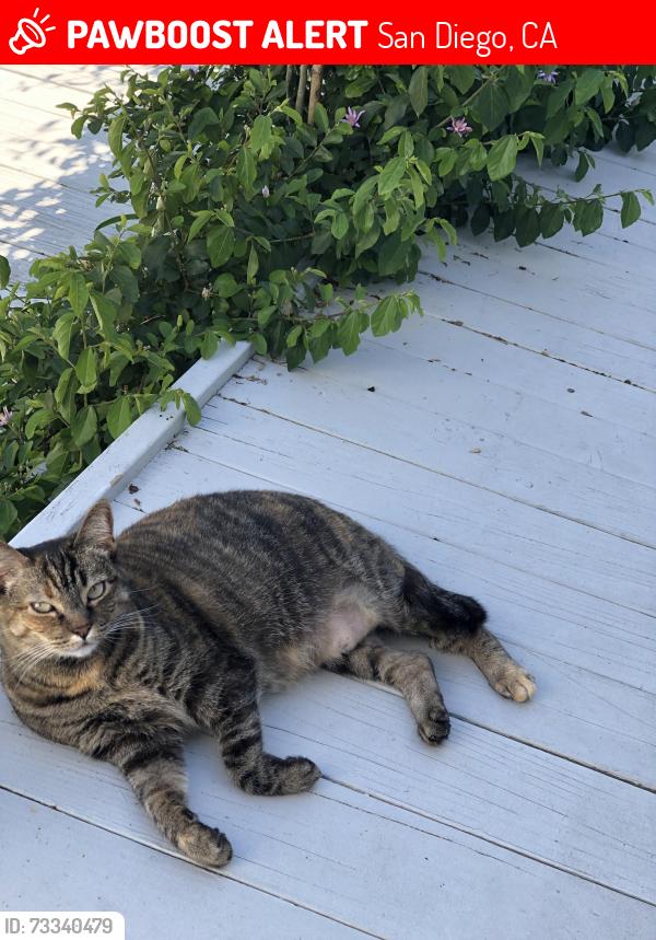 Lost Female Cat last seen Madison, San Diego, CA 92115