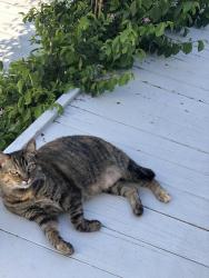 Lost Female Cat last seen Madison, San Diego, CA 92115
