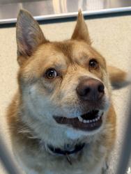 Shelter Stray Male Dog last seen Near Hillsboro, DAVISBURG, MI, 48350, 1200 N Telegraph Building 42E, Pontiac, MI 48340, USA