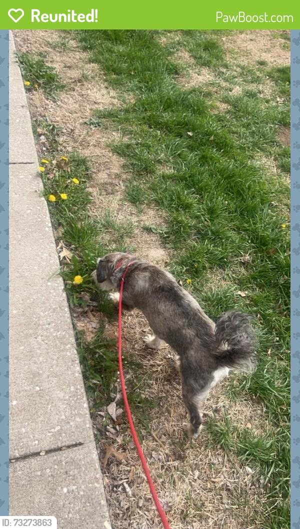 Reunited Male Dog last seen Sunset Woodland Apts 2741 S Nettleton Ave Apt D 105 Springfield, Springfield, MO 65807