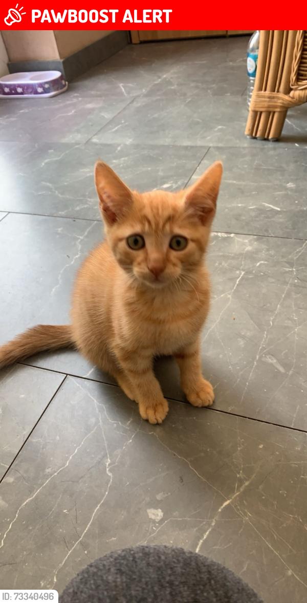 Lost Male Cat last seen Brandlesome road, Greater Manchester, England 