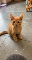 Lost Male Cat last seen Brandlesome road, Greater Manchester, England 