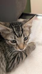 Shelter Stray Female Cat last seen Near N K St, LIVERMORE, CA, 94550, 8323 Baldwin St, Oakland, CA 94621, USA