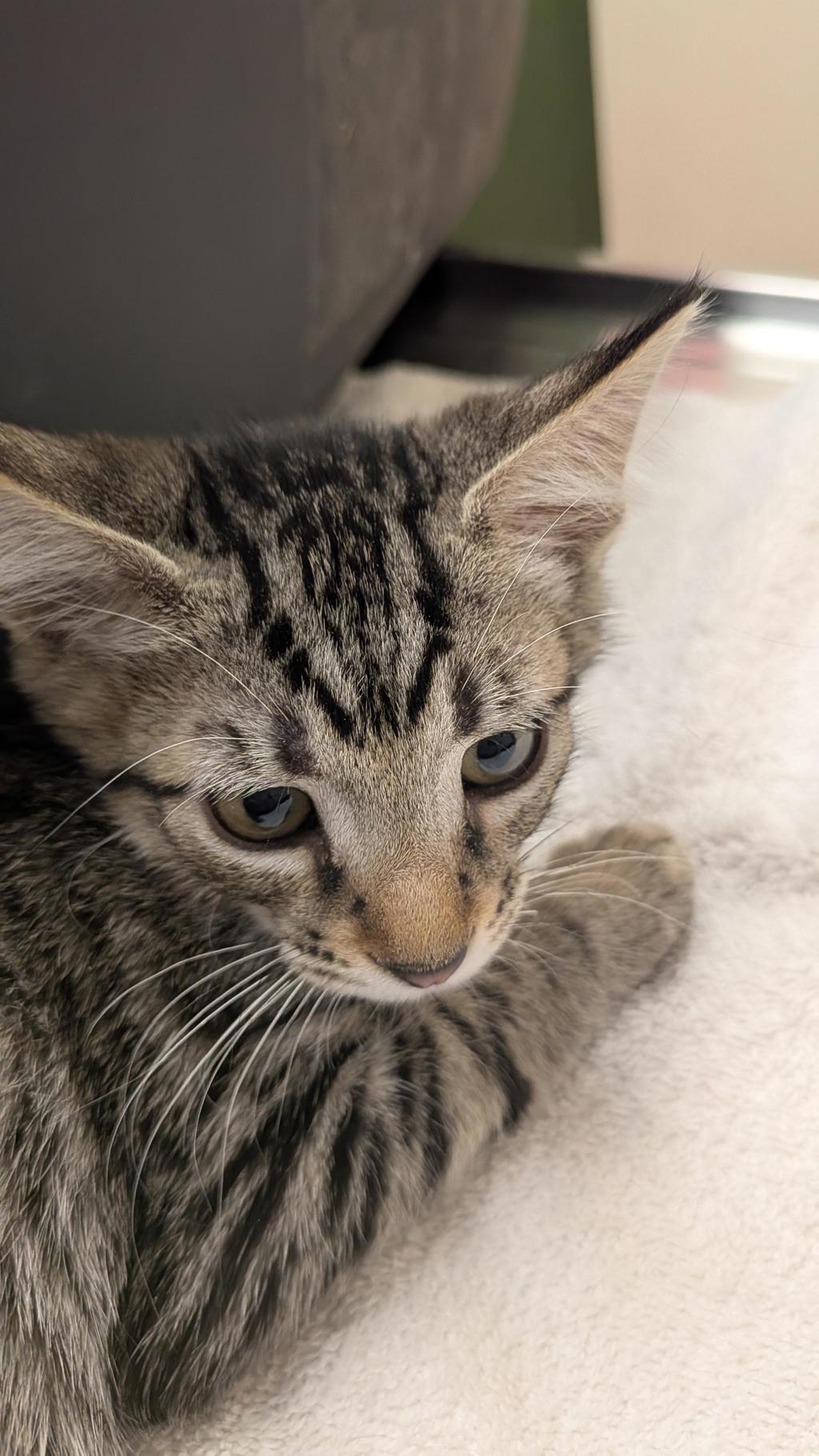 Shelter Stray Female Cat last seen Near N K St, LIVERMORE, CA, 94550, 8323 Baldwin St, Oakland, CA 94621, USA