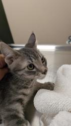 Shelter Stray Male Cat last seen Near N K St, LIVERMORE, CA, 94550, 8323 Baldwin St, Oakland, CA 94621, USA