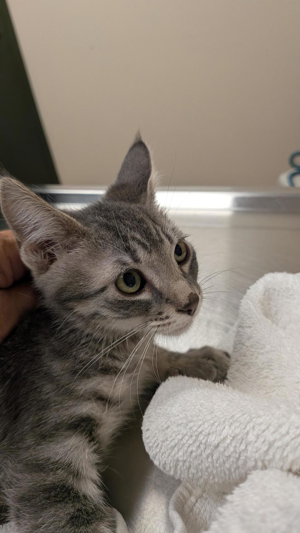 Shelter Stray Male Cat last seen Near N K St, LIVERMORE, CA, 94550, 8323 Baldwin St, Oakland, CA 94621, USA