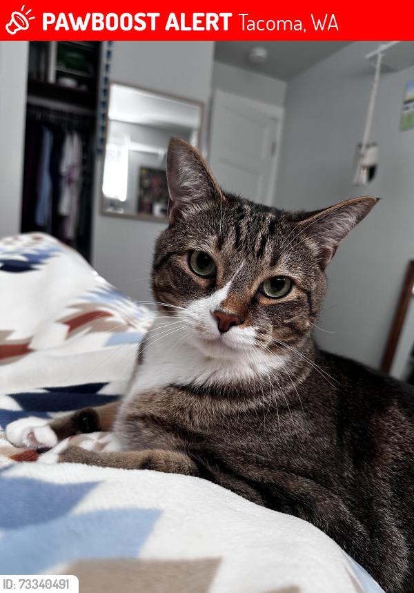 Lost Male Cat last seen S 16th st and S Proctor, Tacoma, WA 98405