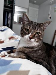 Lost Male Cat last seen S 16th st and S Proctor, Tacoma, WA 98405