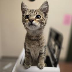 Shelter Stray Male Cat last seen Albrae & Stevenson blvd., FREMONT, CA, 94538, 8323 Baldwin St, Oakland, CA 94621, USA