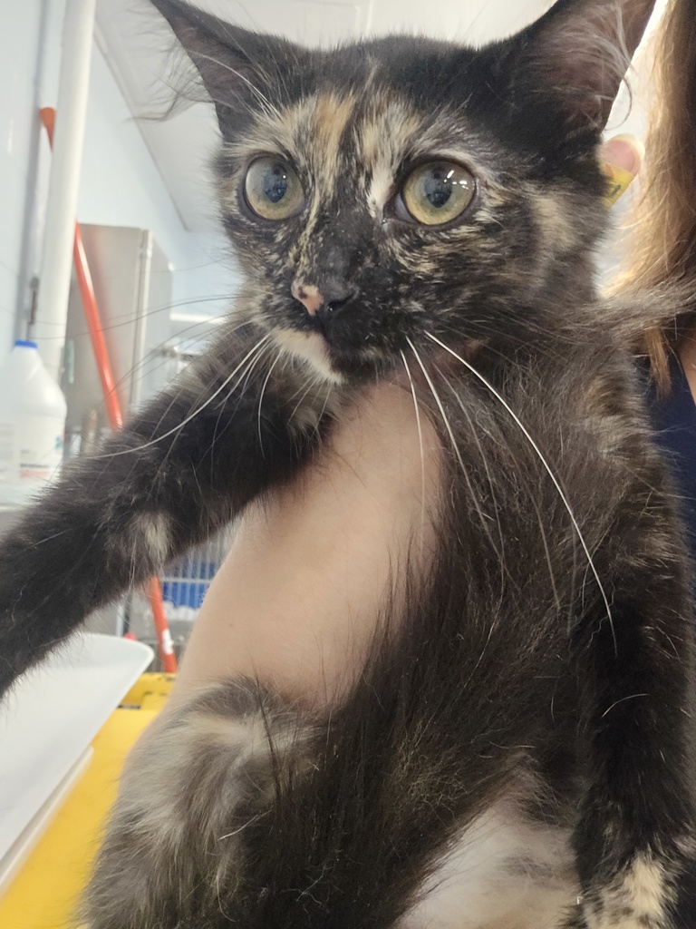 Shelter Stray Female Cat last seen Boulevard Place, LINTHICUM HEIGHTS, MD, 21090, 411 Maxwell Frye Rd, Millersville, MD 21108, USA