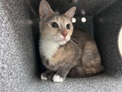Shelter Stray Female Cat last seen Near Richman Plaza, BRONX, NY, 10453, 326 E 110th St, New York, NY 10029, USA
