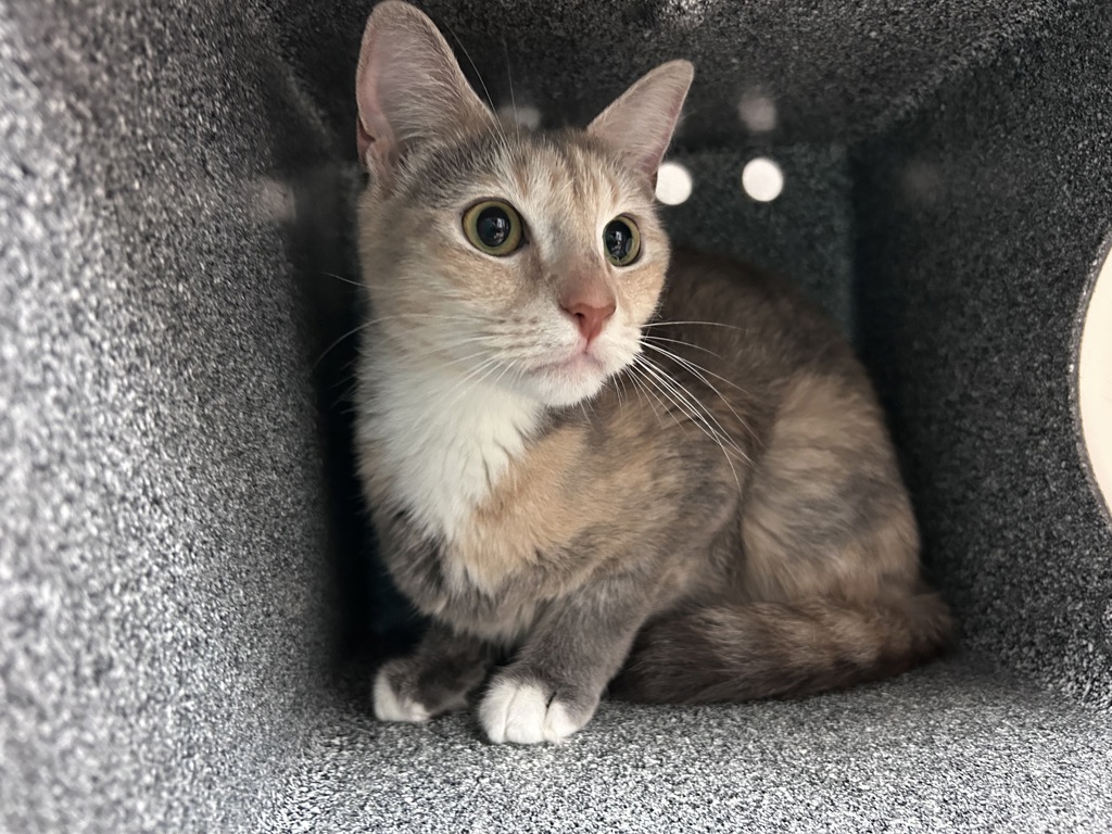 Shelter Stray Female Cat last seen Near Richman Plaza, BRONX, NY, 10453, 326 E 110th St, New York, NY 10029, USA