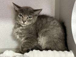 Shelter Stray Female Cat last seen E 7th Street, BROOKLYN, NY, 11218, 326 E 110th St, New York, NY 10029, USA