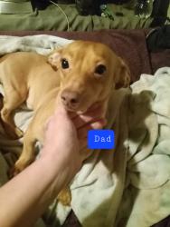 Reunited Male Dog last seen S.Sheilds Blvd, Oklahoma City, OK 73129