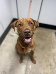 Shelter Stray Male Dog last seen E Spring Hill Road, Port Orchard, WA, 98366, 9167 Dickey Rd NW, Silverdale, WA 98383, USA