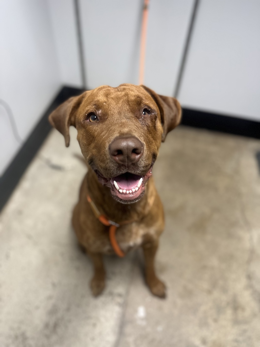 Shelter Stray Male Dog last seen E Spring Hill Road, Port Orchard, WA, 98366, 9167 Dickey Rd NW, Silverdale, WA 98383, USA