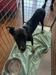 Shelter Stray Female Dog last seen Putnam Drive, AUSTIN, TX, 78757, 7201 Levander Loop bldg a, Austin, TX 78702, USA
