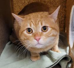 Shelter Stray Male Cat last seen OWNER SURRENDER, OR, 1700 W Historic Columbia River Hwy, Troutdale, OR 97060, USA