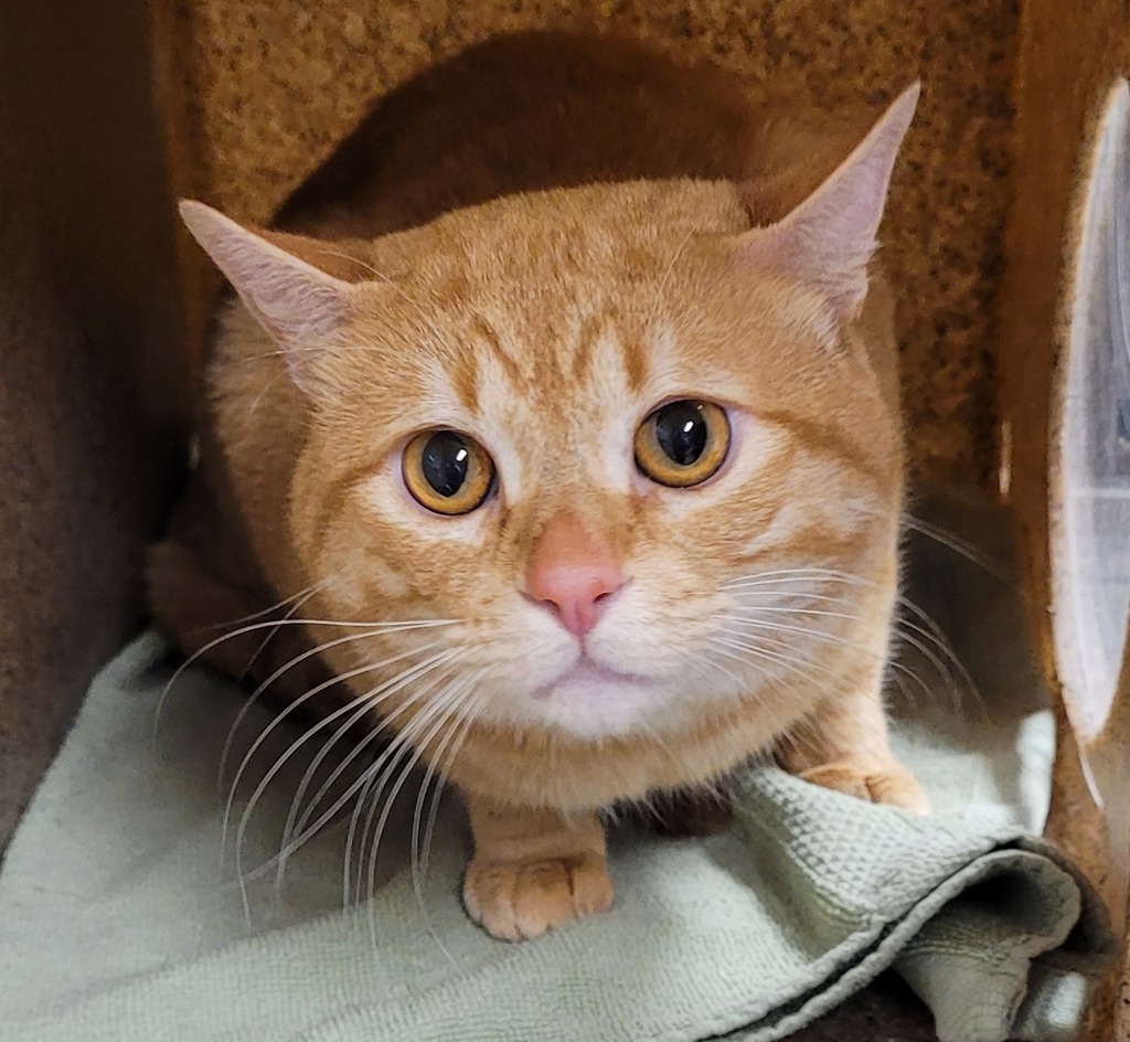 Shelter Stray Male Cat last seen OWNER SURRENDER, OR, 1700 W Historic Columbia River Hwy, Troutdale, OR 97060, USA