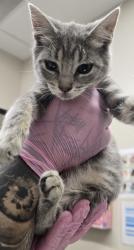 Shelter Stray Female Cat last seen Near 65th Street, San Diego, CA, 92114, El Cajon, CA 92020, USA