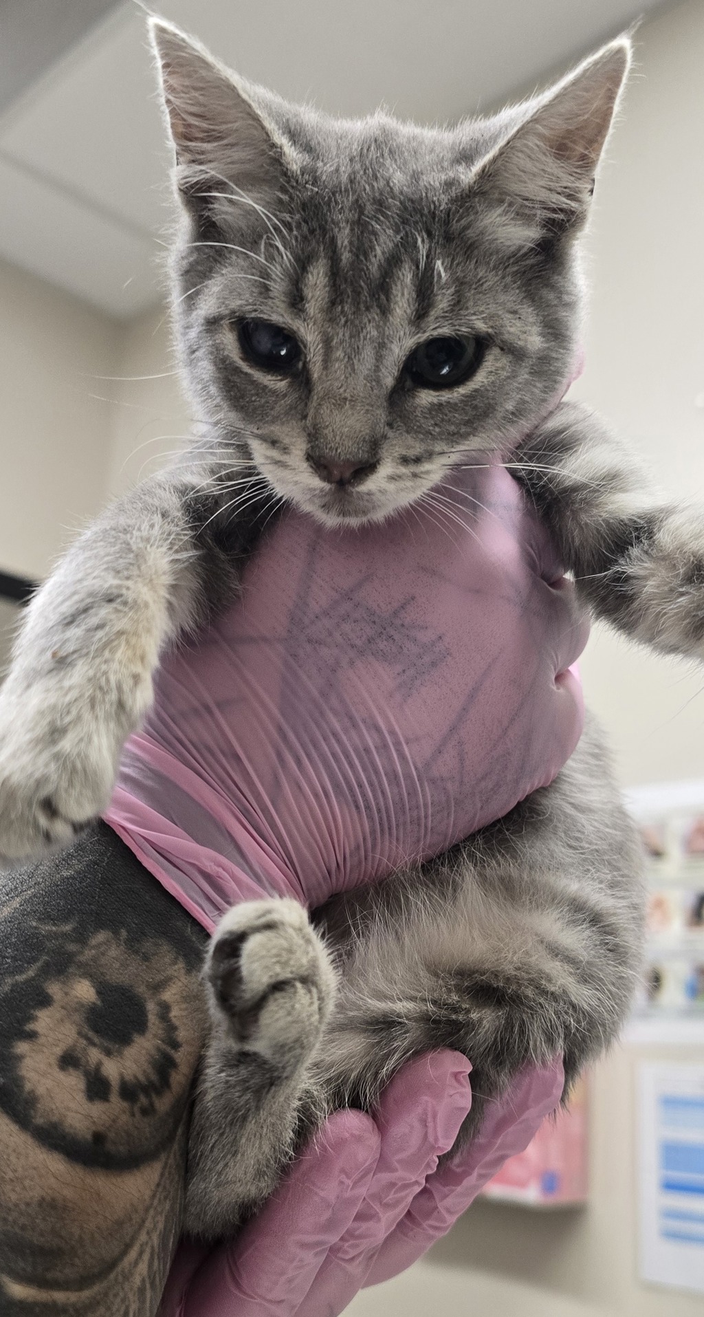 Shelter Stray Female Cat last seen Near 65th Street, San Diego, CA, 92114, El Cajon, CA 92020, USA