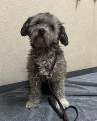 Shelter Stray Female Dog last seen Near Warner Street, Oceanside, CA, 92058, Oceanside, CA 92058, USA