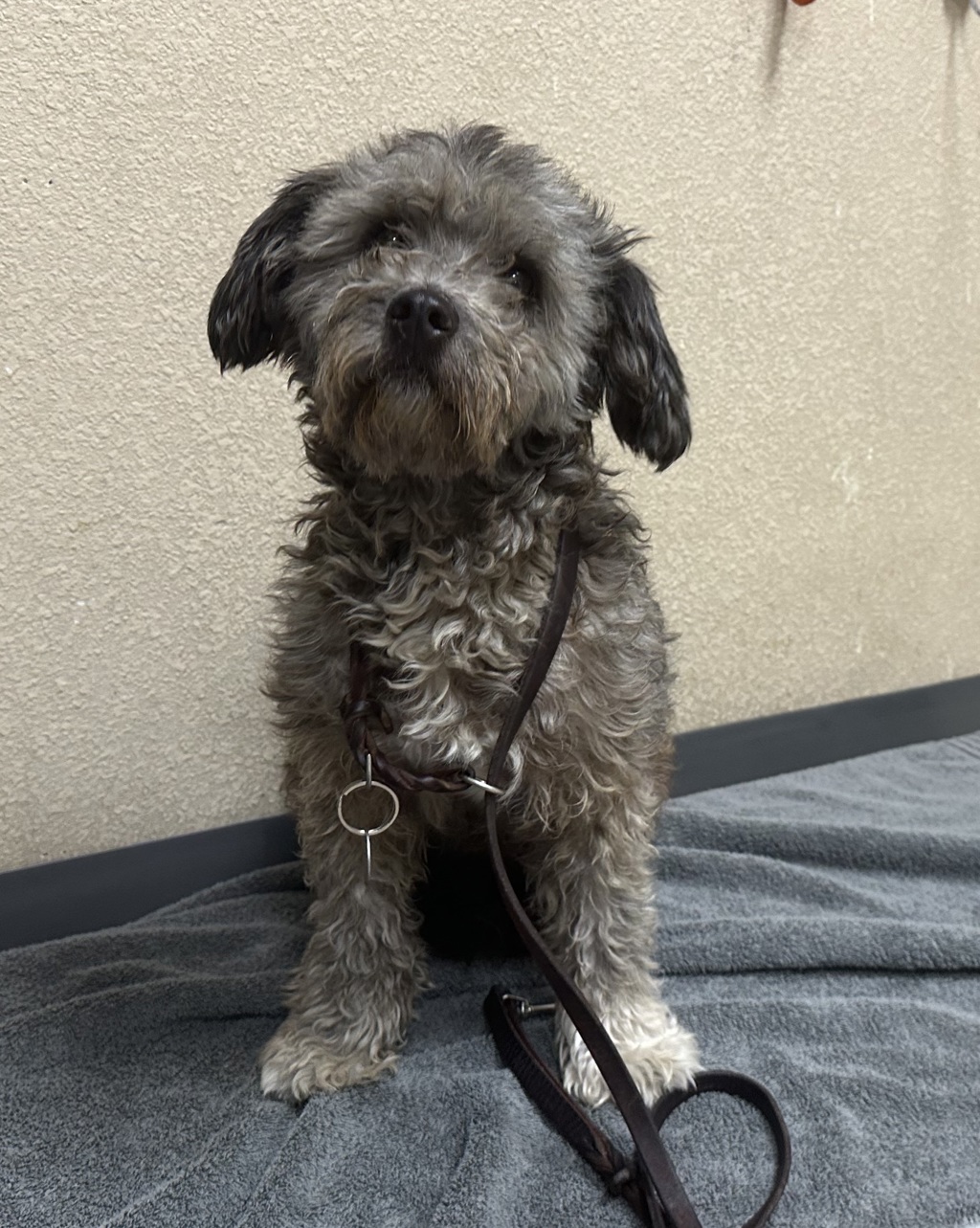 Shelter Stray Female Dog last seen Near Warner Street, Oceanside, CA, 92058, Oceanside, CA 92058, USA