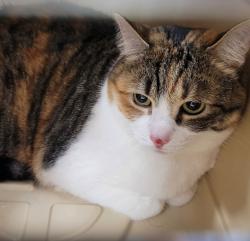 Shelter Stray Female Cat last seen SW 9th / Lovejoy, OR, 1700 W Historic Columbia River Hwy, Troutdale, OR 97060, USA