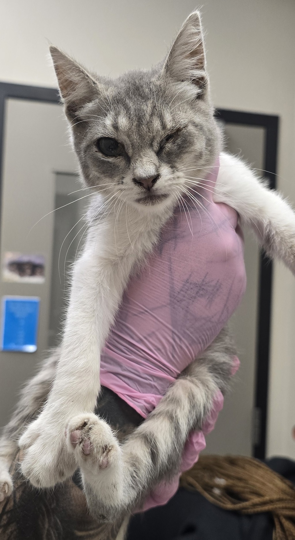 Shelter Stray Male Cat last seen Near 65th Street, San Diego, CA, 92114, El Cajon, CA 92020, USA