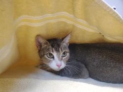 Shelter Stray Female Cat last seen Apt A,1253 S Tulip Street, Escondido, CA, 92025, Oceanside, CA 92058, USA